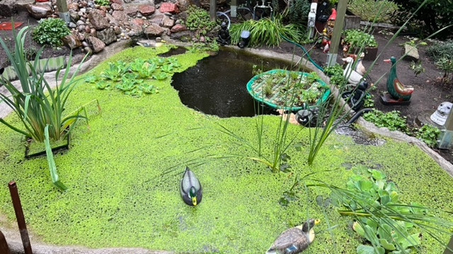  Schwimmente "Stockente" und Teichspeier „Yoga-Frosch